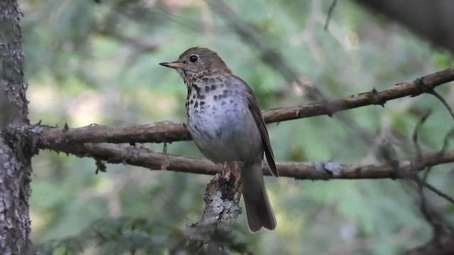 Дрозд-отшельник - ML648070265