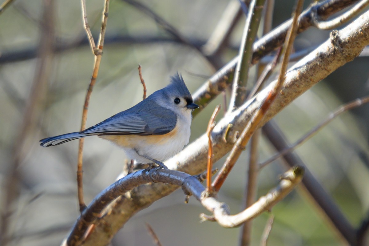 Tufted Titmouse - ML648070591