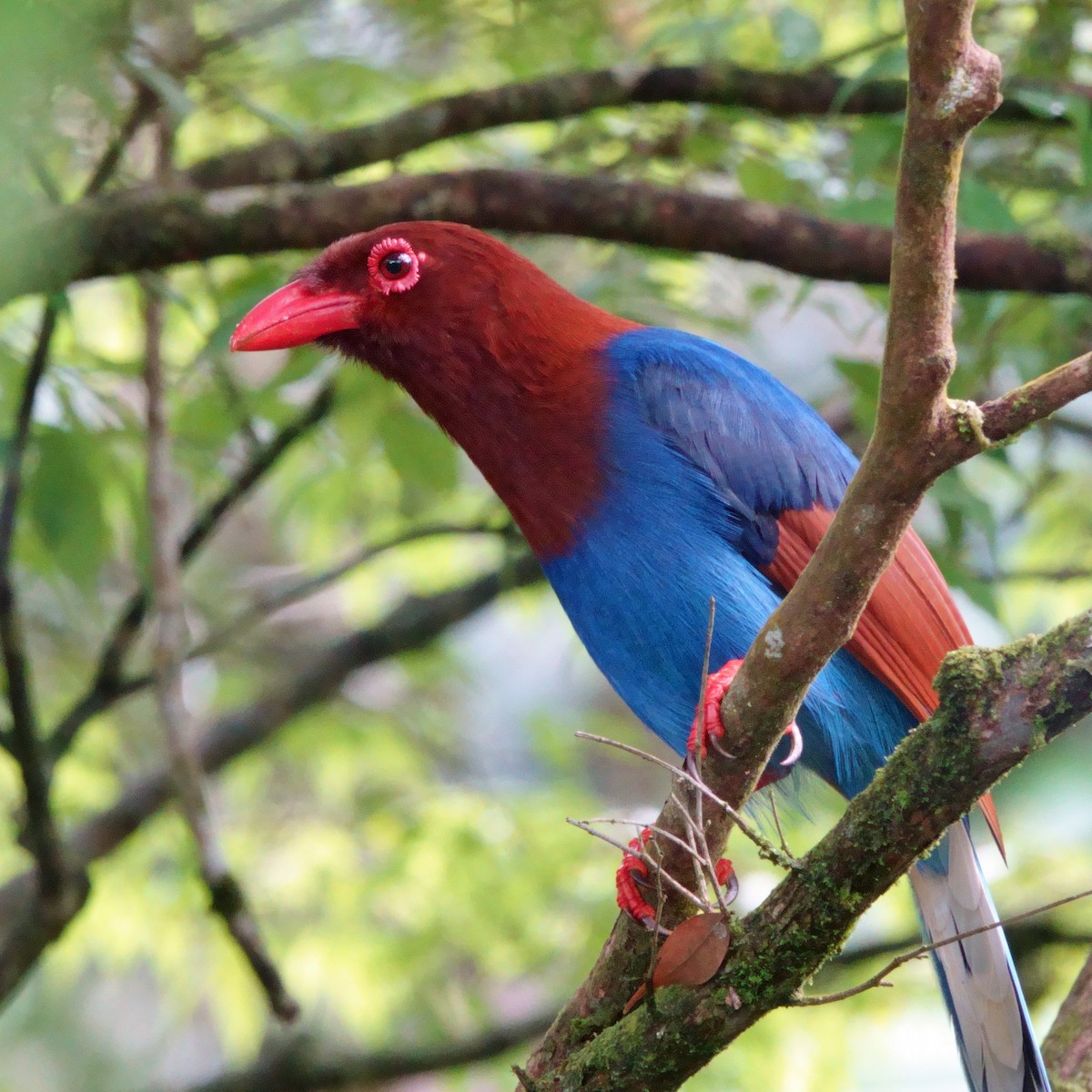 Sri Lanka Blue-Magpie - ML648071001