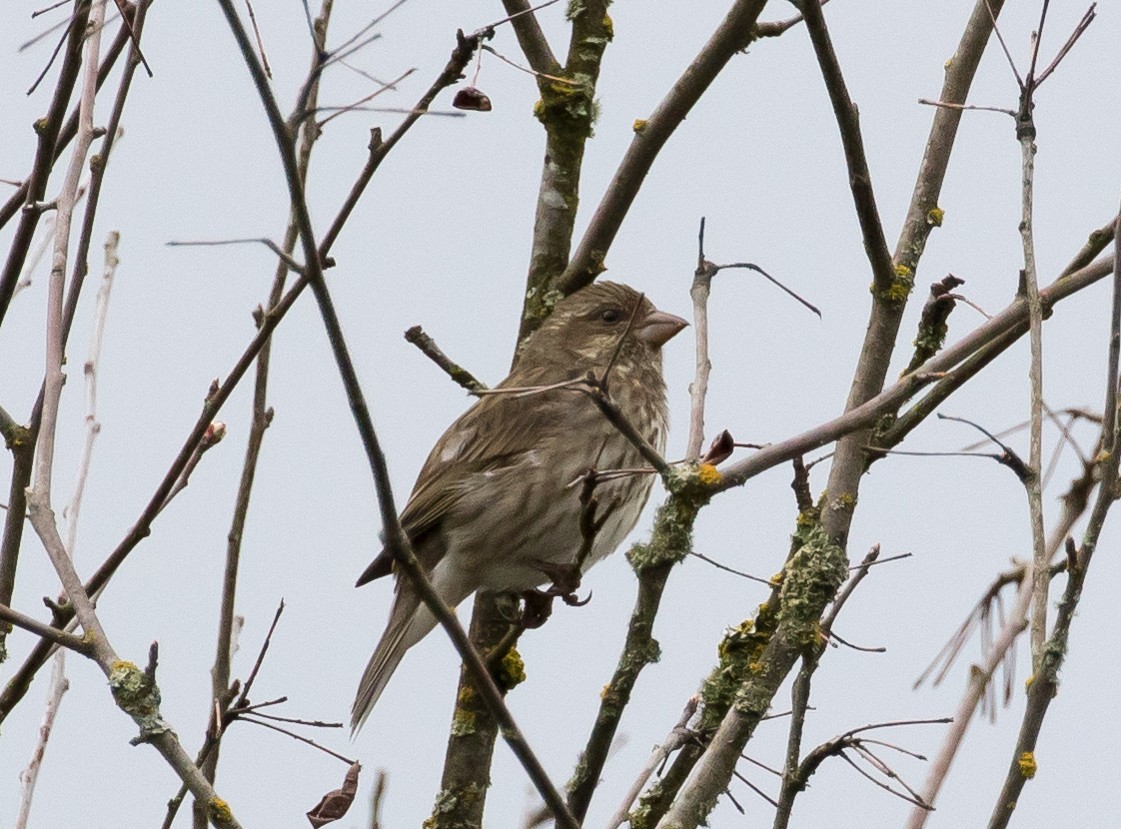 Purple Finch - Ian Burgess