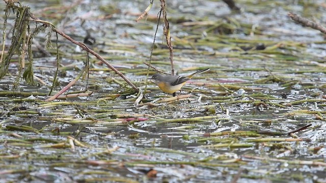 Gebirgsstelze - ML648071520