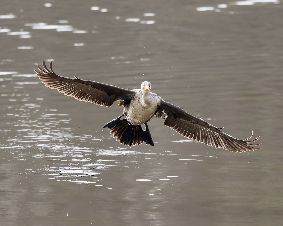 Ohrenscharbe - ML648071787