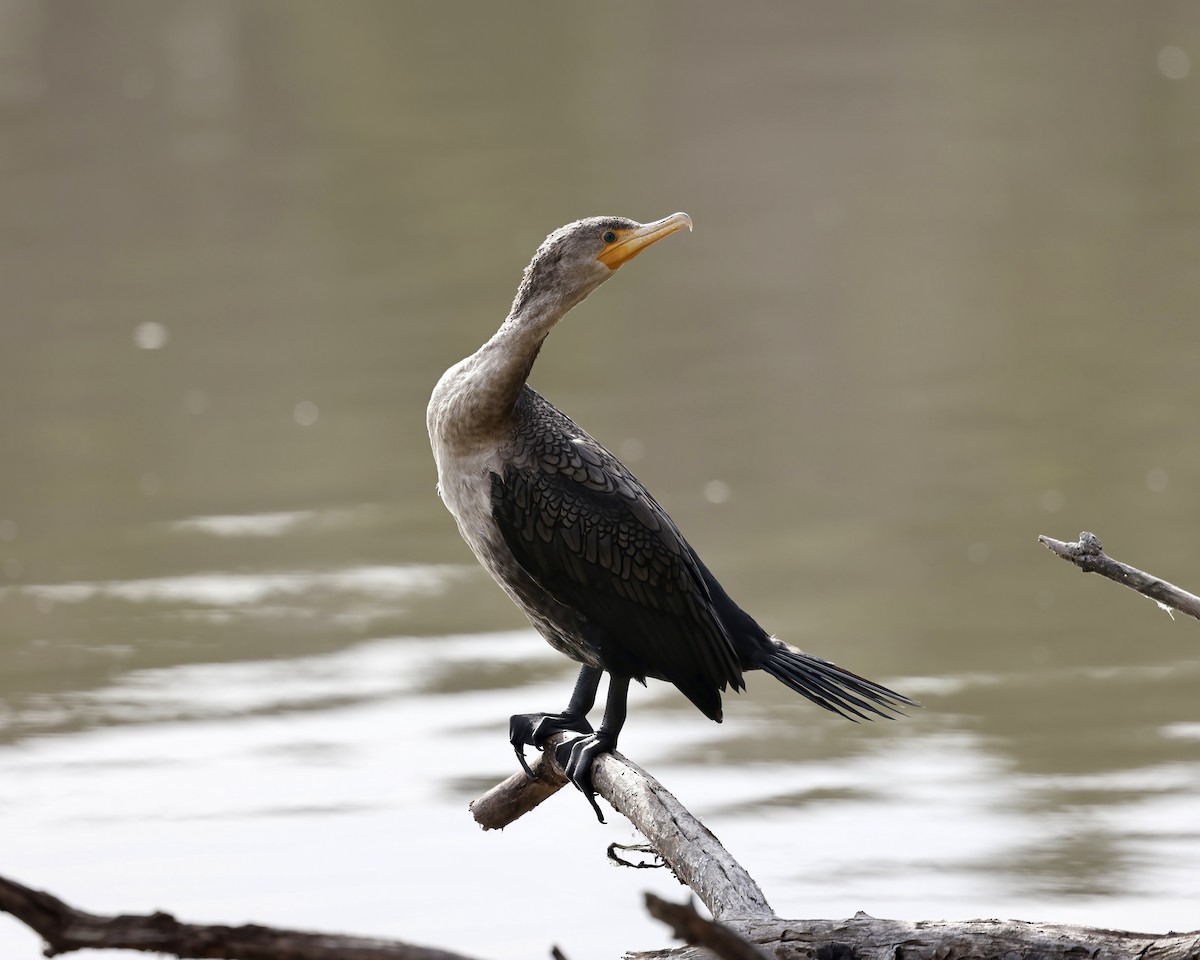 Ohrenscharbe - ML648071788