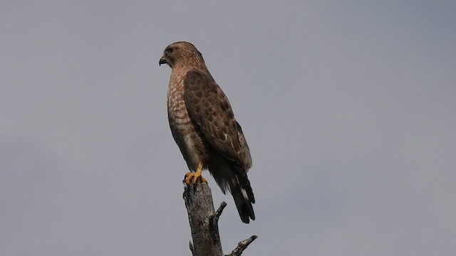 Broad-winged Hawk - ML648071803