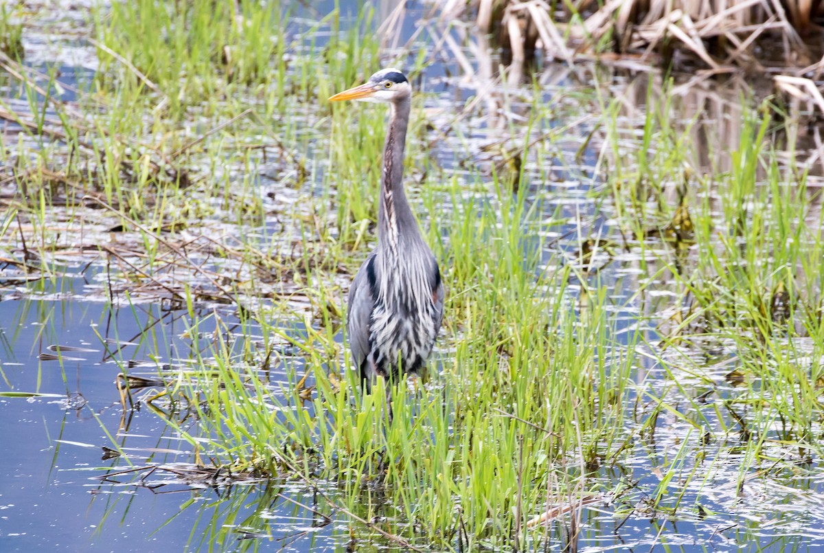 Great Blue Heron - Ian Burgess