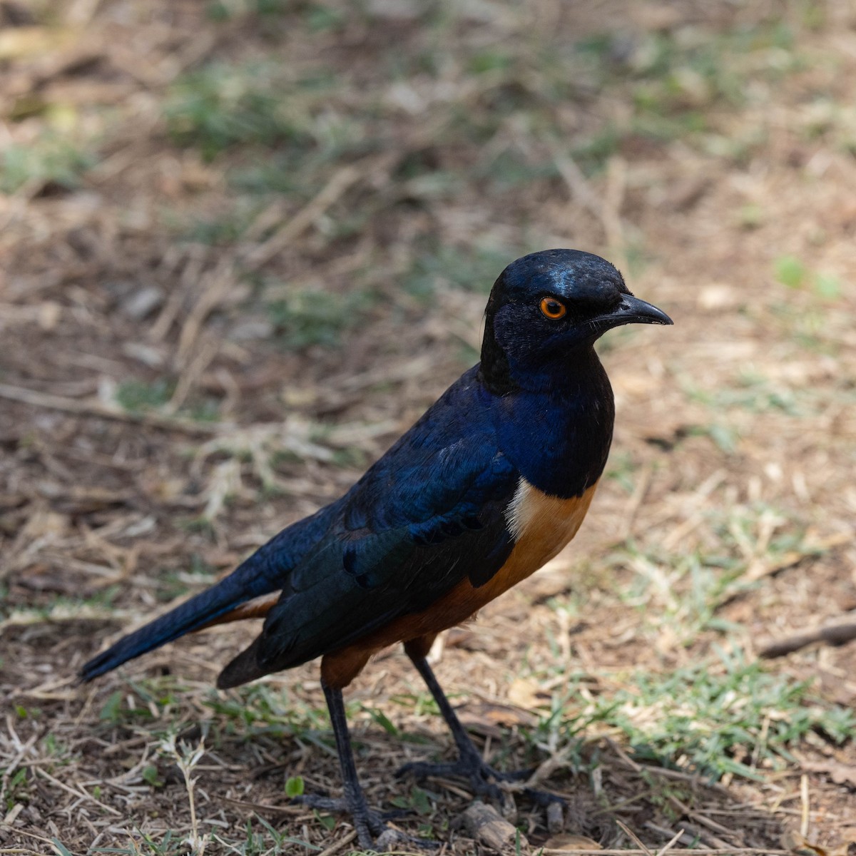 Hildebrandt's Starling - ML648073098