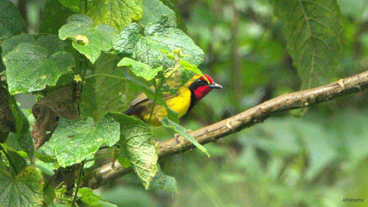 Doherty's Bushshrike - ML648073410