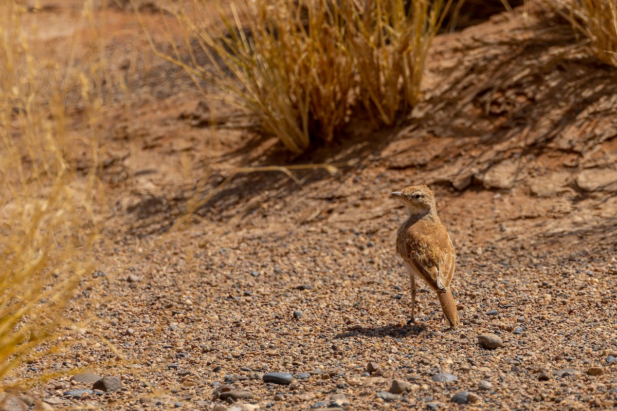 Dune Lark (Dune) - ML648074090