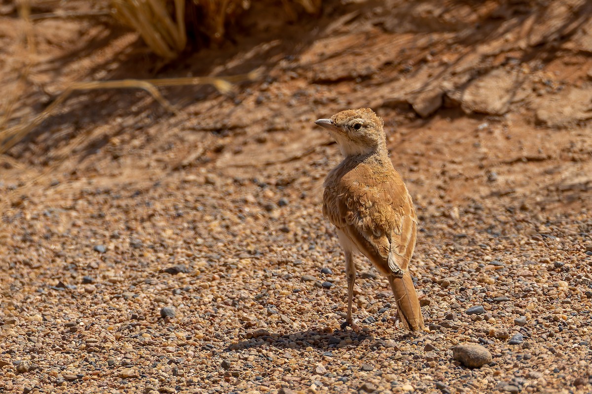 Dune Lark (Dune) - ML648074092