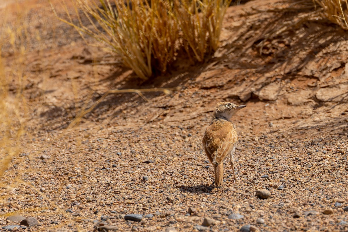 Dune Lark (Dune) - ML648074093