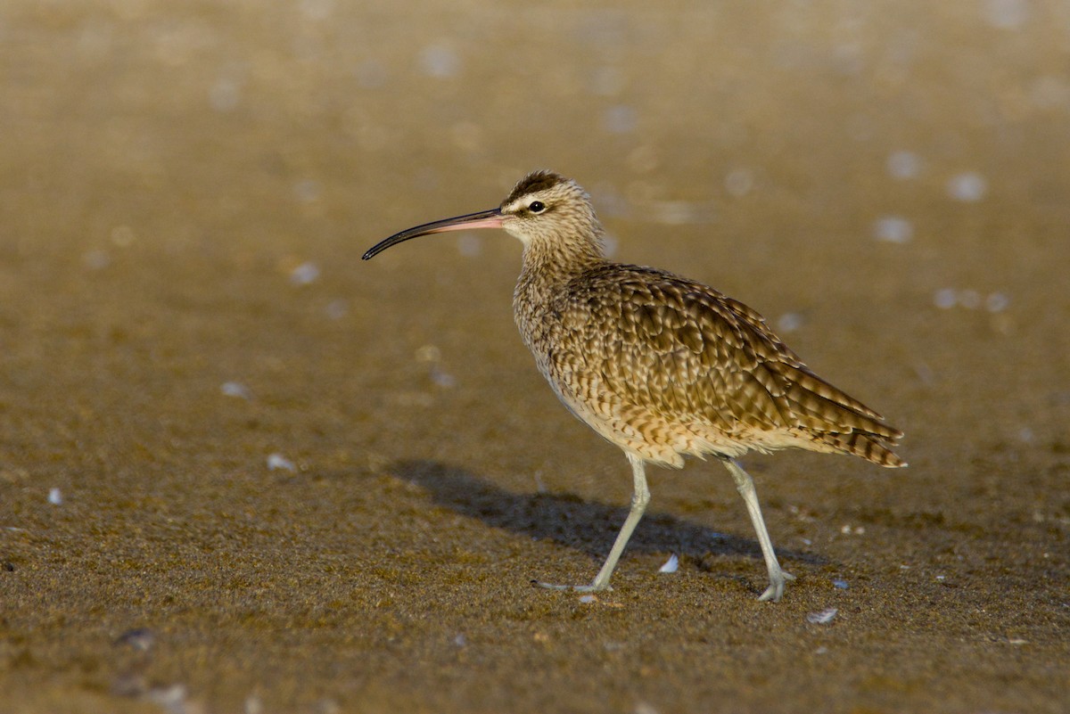 חרמשון אמריקאי - ML648074146