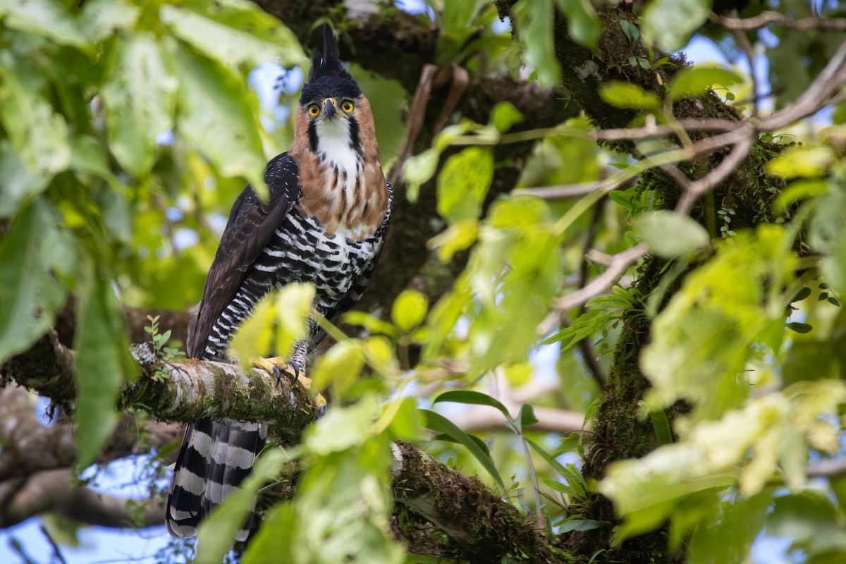 Ornate Hawk-Eagle - ML648074426