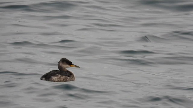 Murgil lepagorria - ML648075703