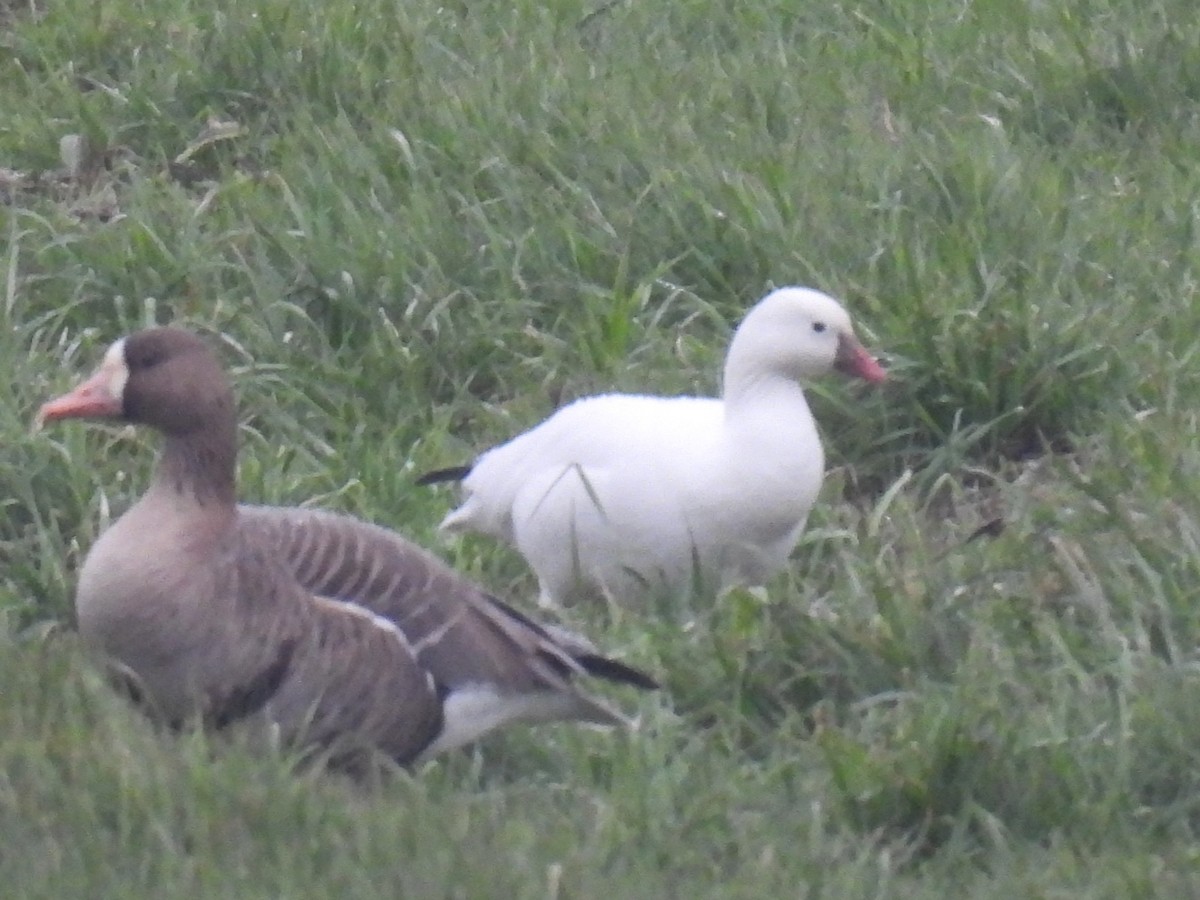 Ross's Goose - ML648076069