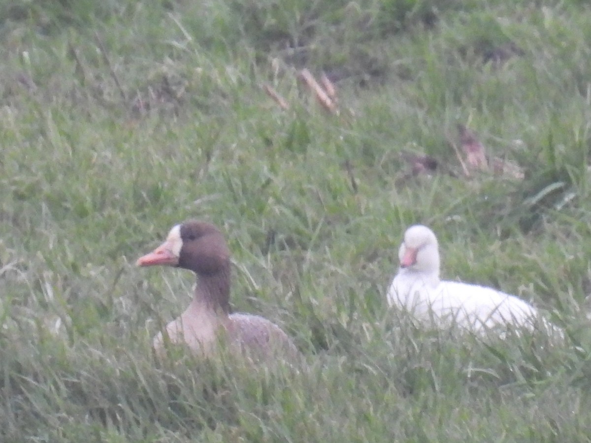 Greater White-fronted Goose - ML648076099
