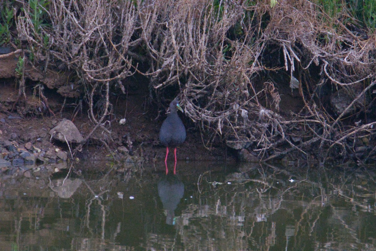 Plumbeous Rail - ML648077120
