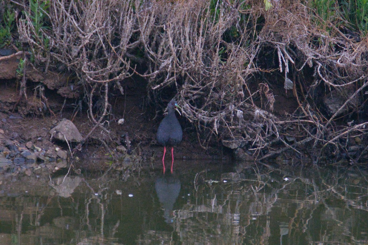 Plumbeous Rail - ML648077121