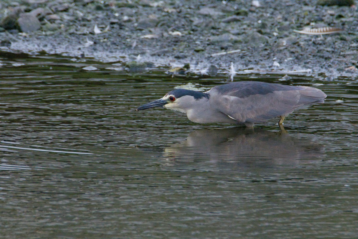 אנפת לילה - ML648077139