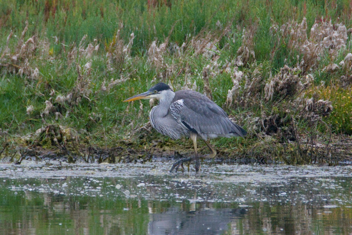 Cocoi Heron - ML648077146