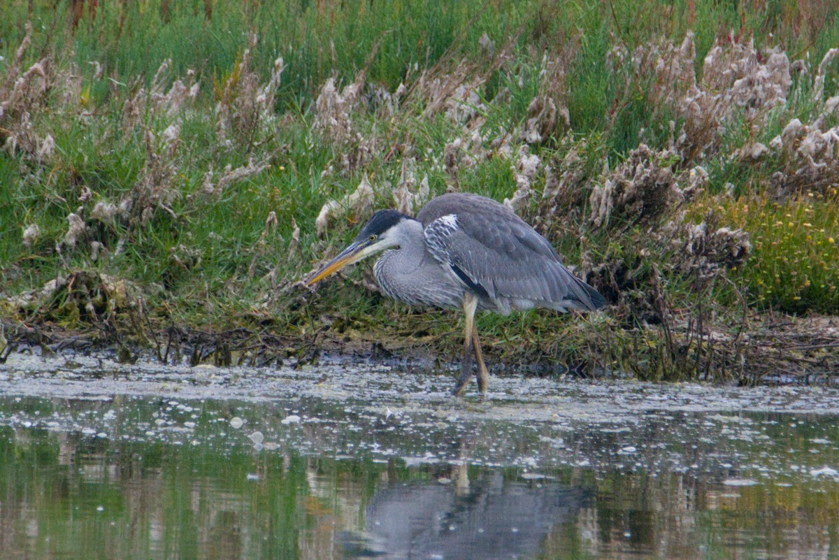 Cocoi Heron - ML648077147