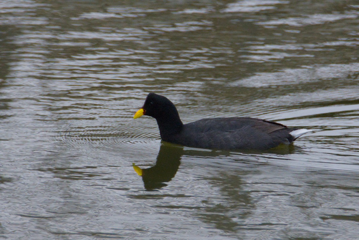 Red-fronted Coot - ML648077163