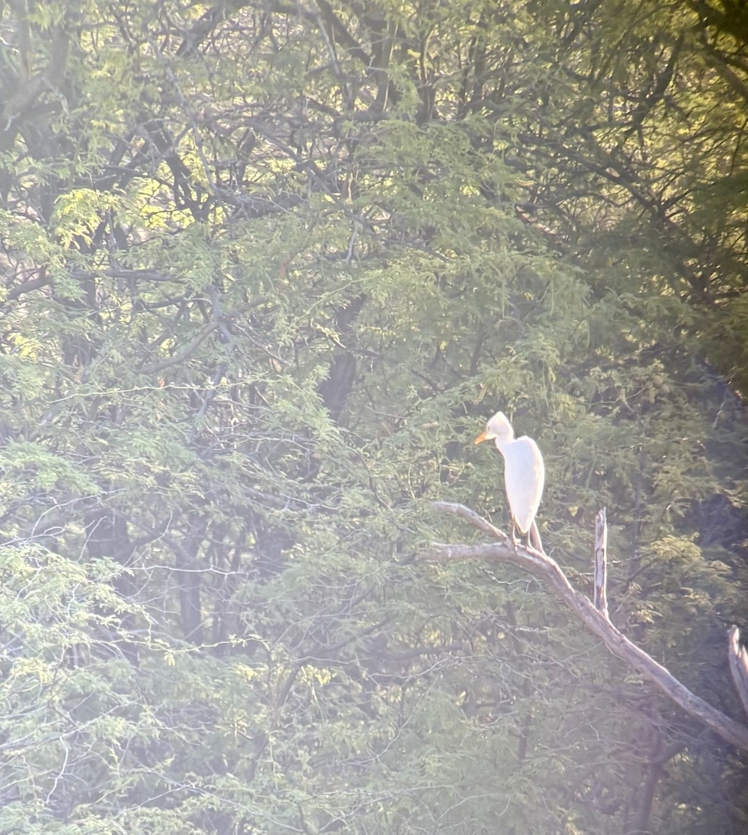 Western Cattle-Egret - ML648077278