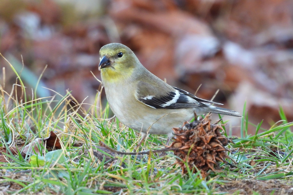 čížek žlutý - ML648079257