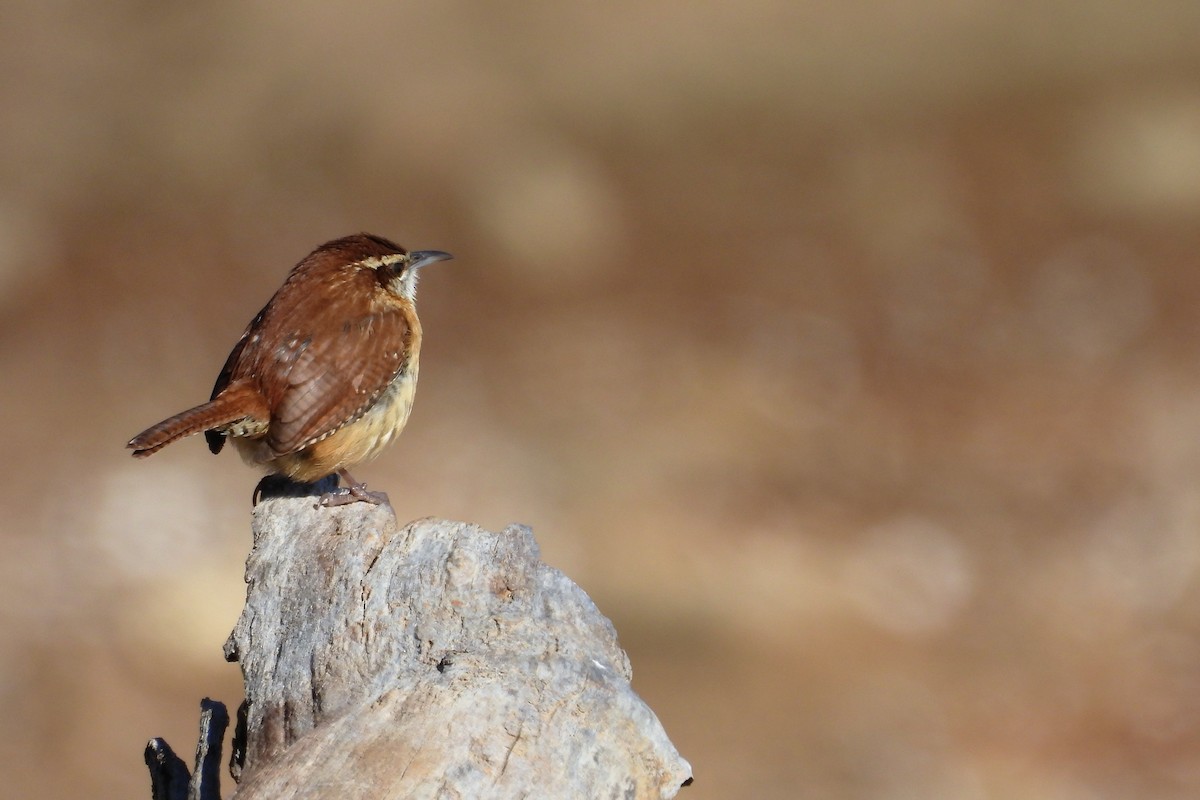 střízlík karolínský - ML648079308