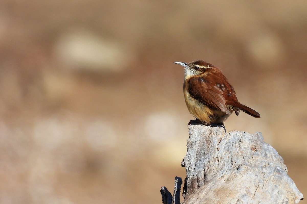 střízlík karolínský - ML648079321