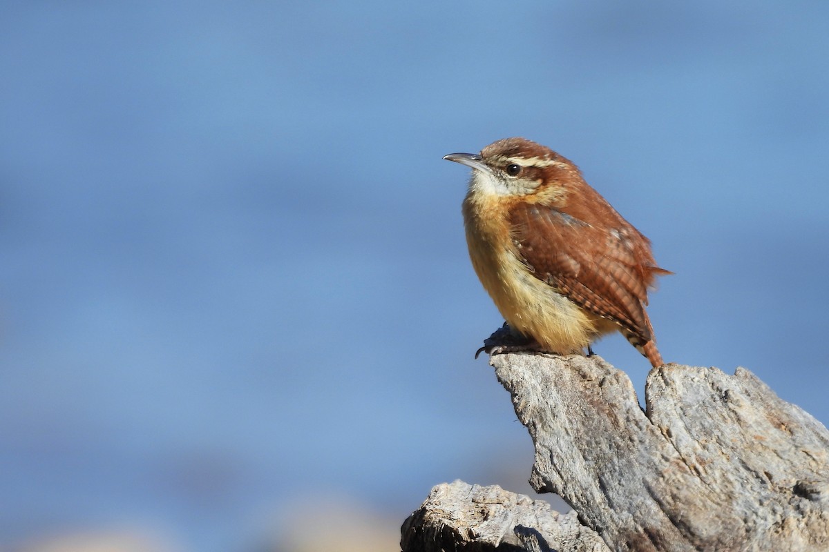 střízlík karolínský - ML648079324