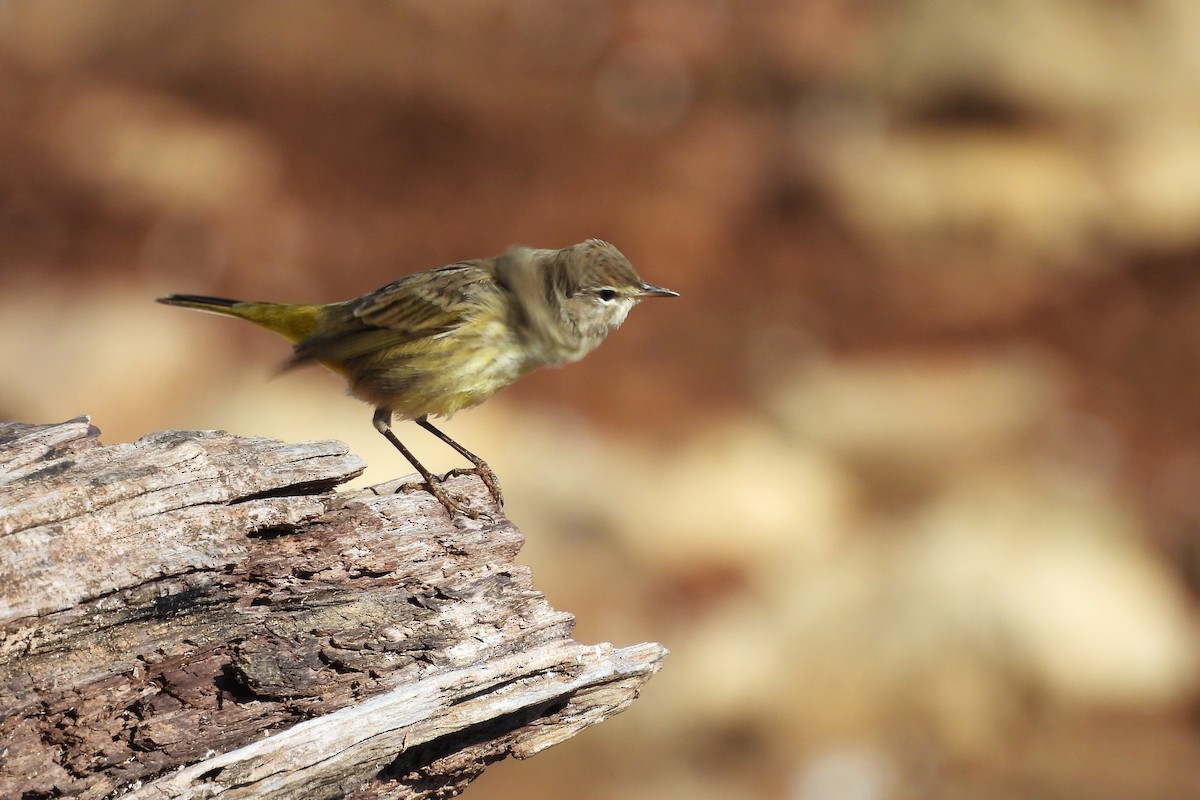 lesňáček bažinný - ML648079338