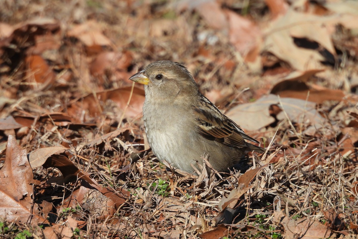 vrabec domácí - ML648079355