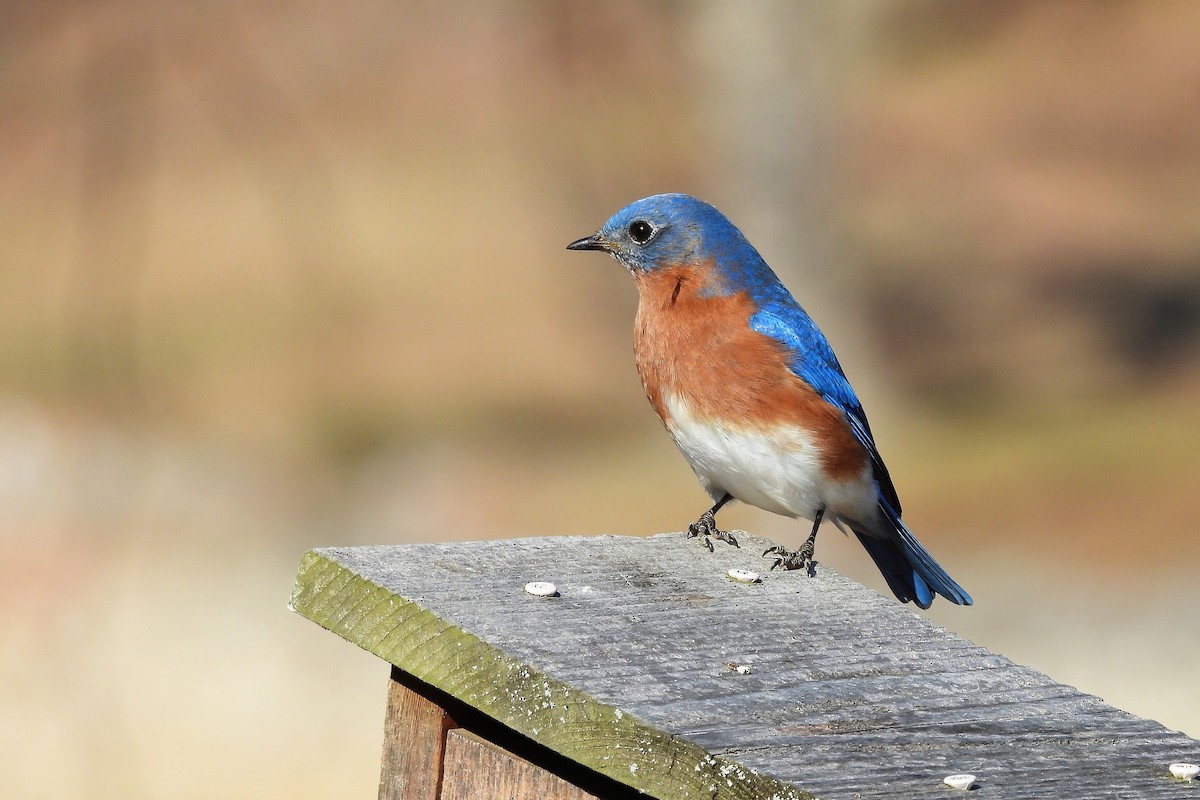 salašník modrý - ML648079366