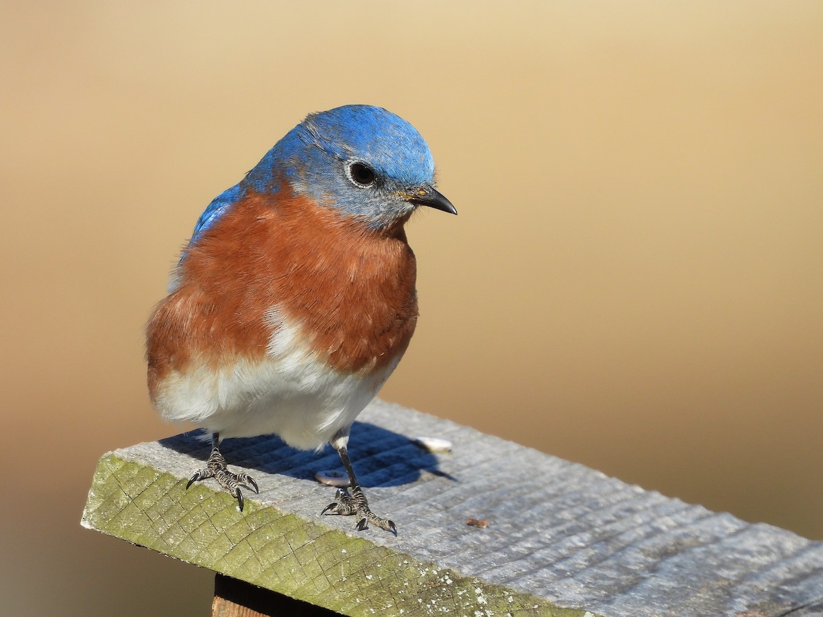 salašník modrý - ML648079374