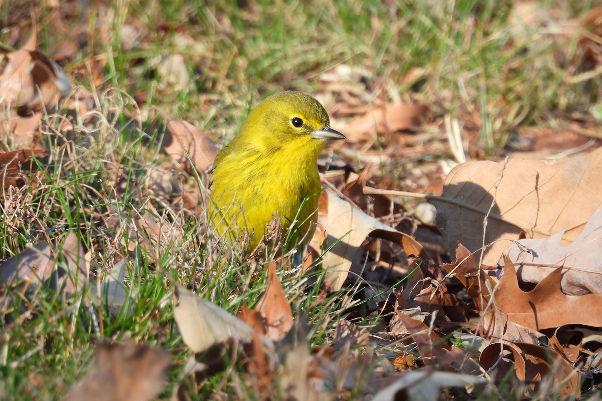 lesňáček borovicový - ML648079419