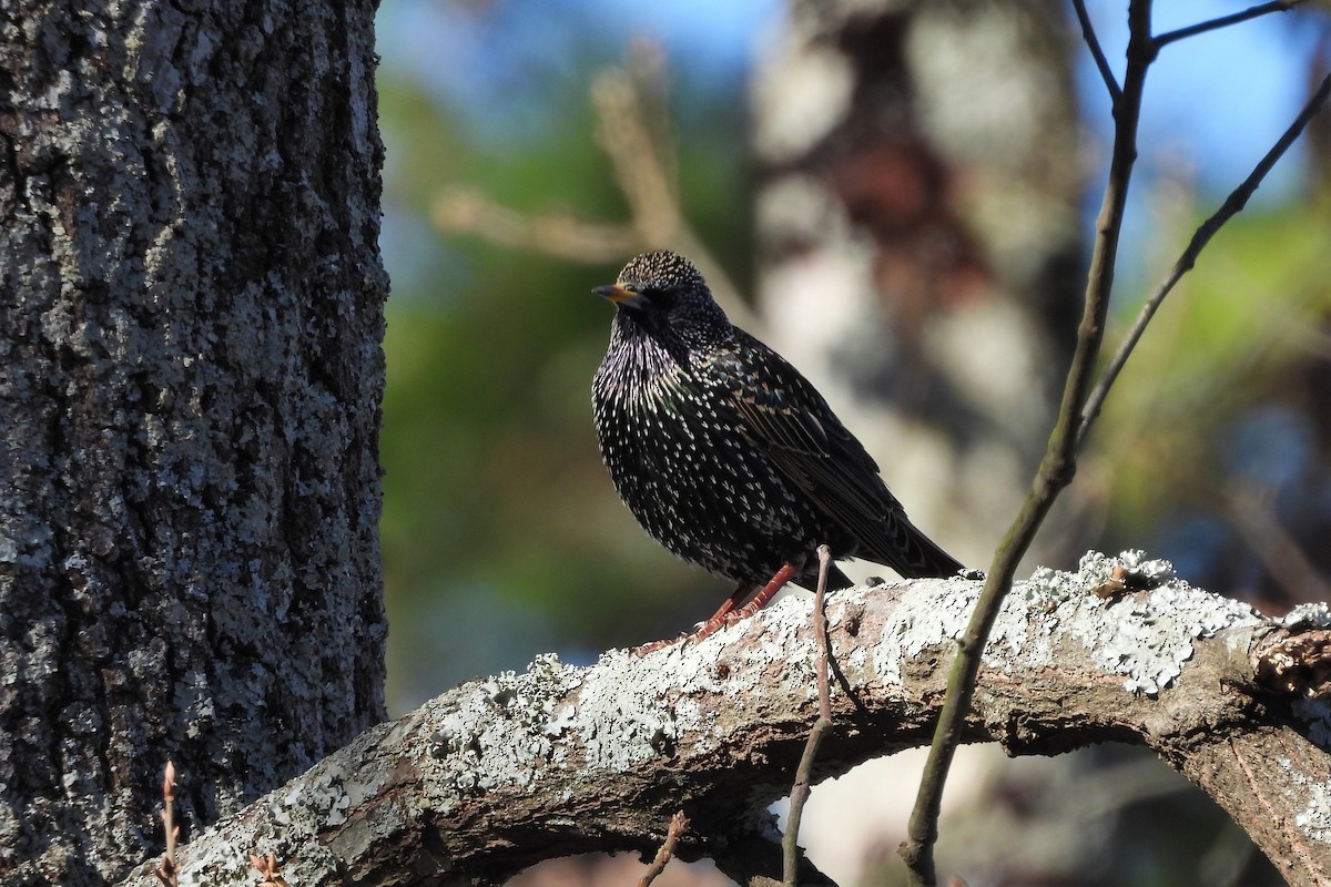 špaček obecný - ML648079445