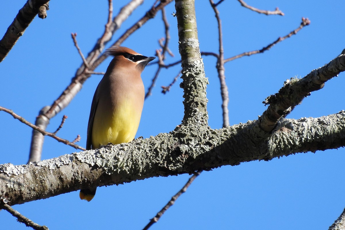 brkoslav americký - ML648079459