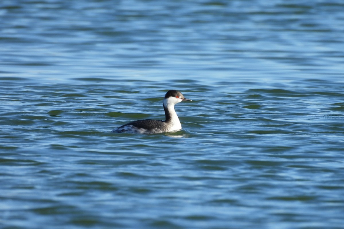 potápka žlutorohá - ML648079482