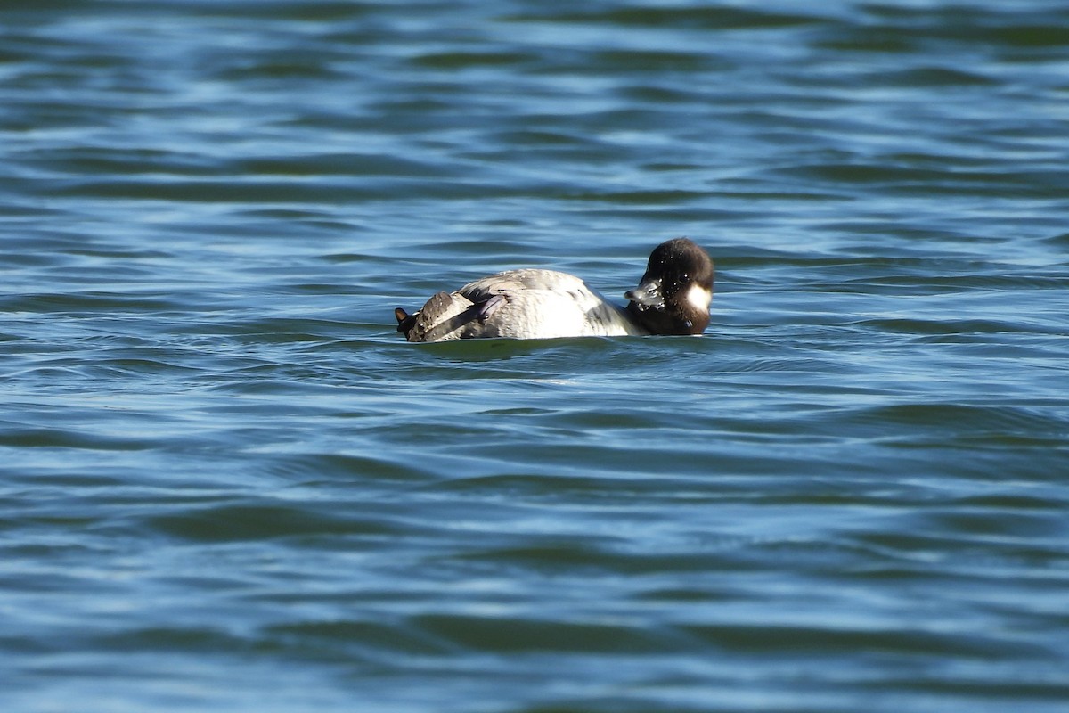 hohol bělavý - ML648079510