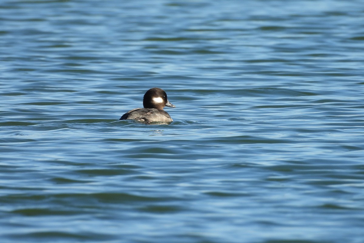 hohol bělavý - ML648079539