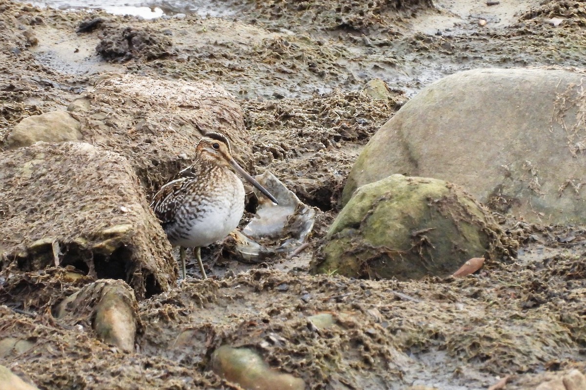 bekasina severoamerická - ML648079628