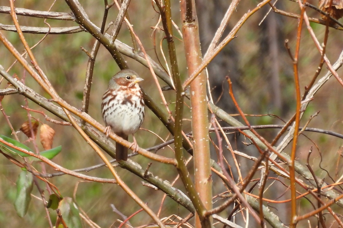 strnadec kaštanový - ML648079673