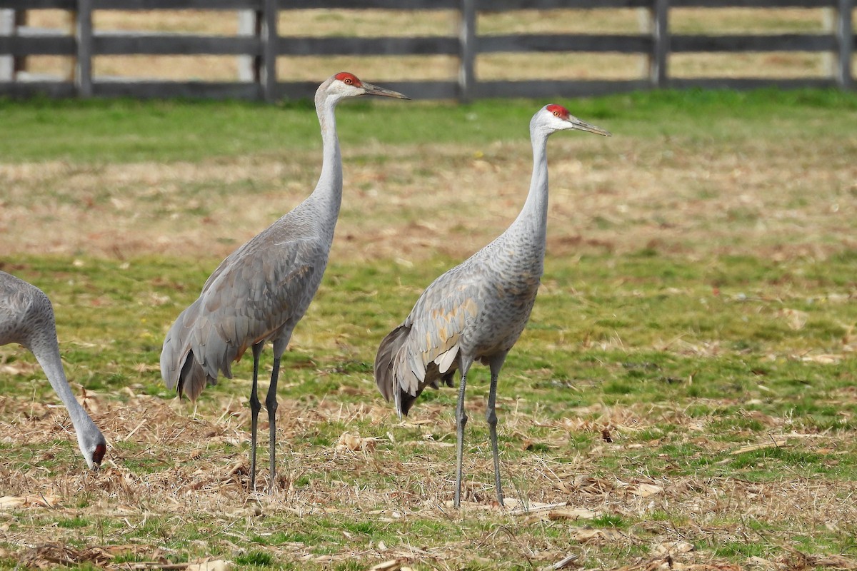 jeřáb kanadský - ML648079711