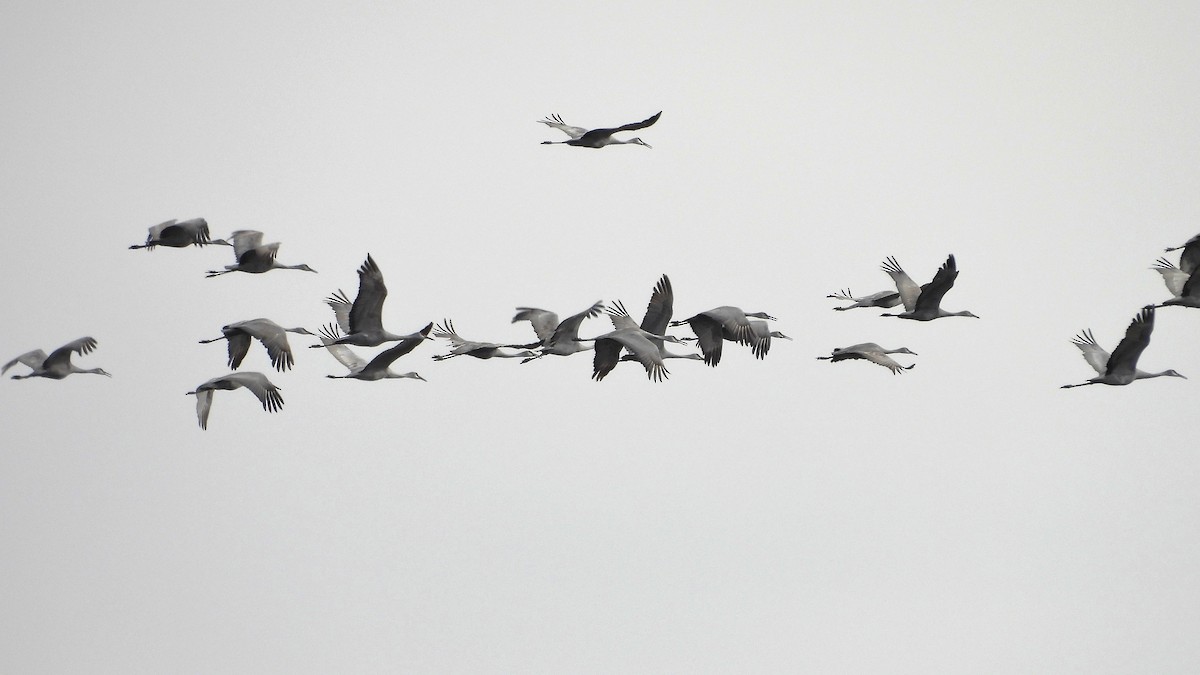 jeřáb kanadský - ML648079729