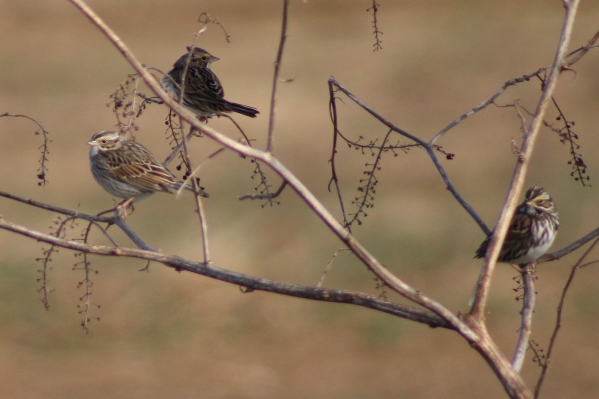 Chingolo Sabanero - ML648081417