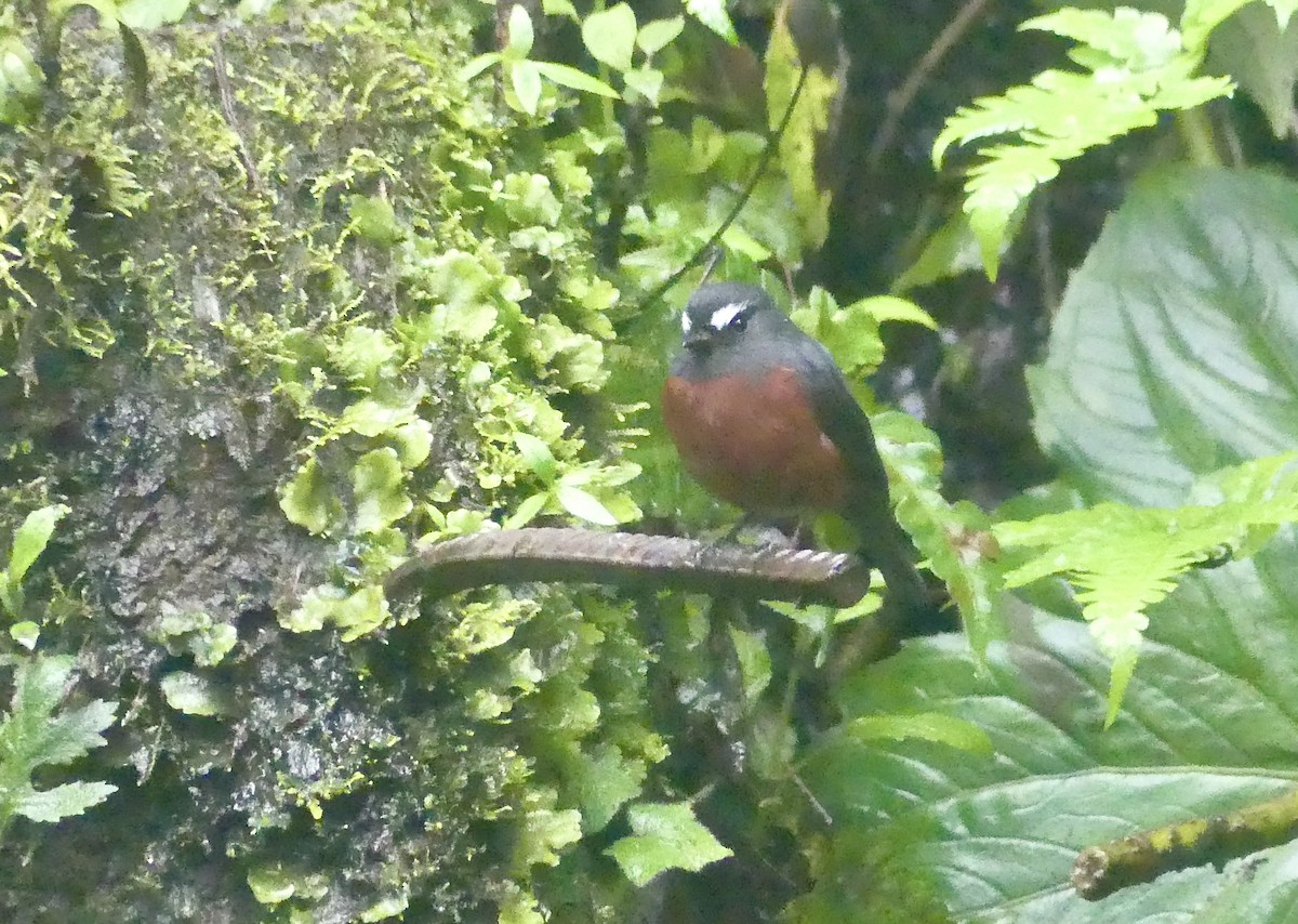 Chestnut-bellied Chat-Tyrant - ML648081607