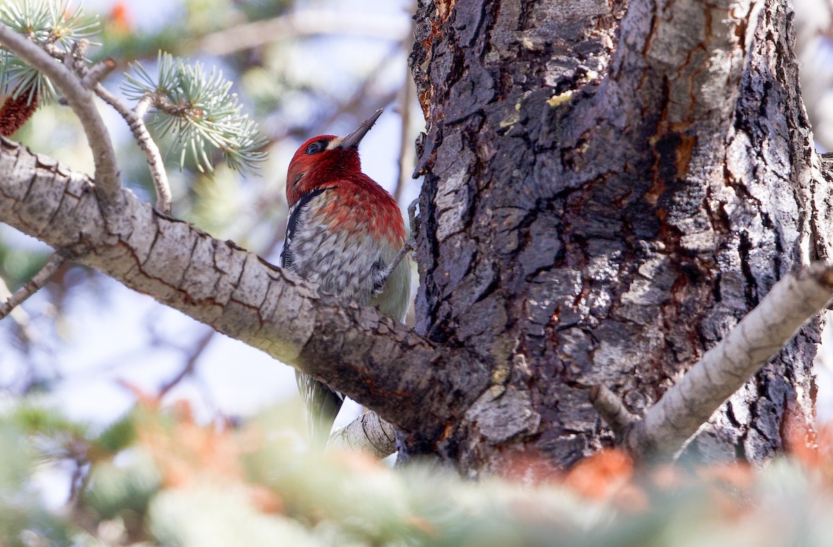 Красногрудый дятел-сокоед - ML648081788