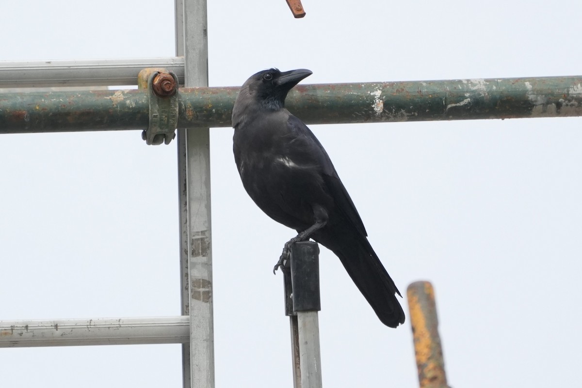eBird Checklist - 3 Jan 2026 - Clarendon/Coventry Streets, House Crow ...