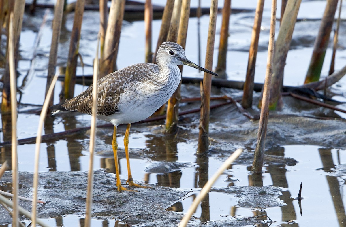 Пёстрый улит - ML648082095