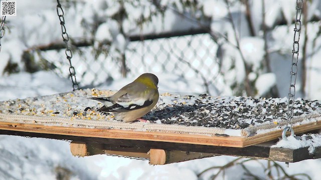 Evening Grosbeak - ML648082297